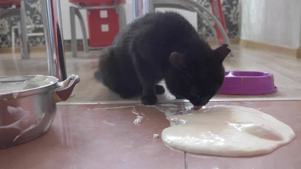 The cat licks the pancake tough that has fallen from the table — стоковое фото