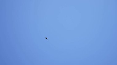açık mavi gökyüzünde süzülen bir kartal. Boşluğu kopyala