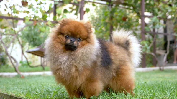 Conceito de animais. spitz pomerano vermelho em um gramado verde — Fotografia de Stock