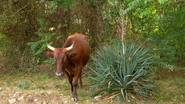 Bruna tjurar går bland buskarna utomhus. boskap — Stockfoto