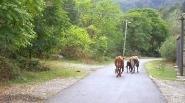 Boğa, inek ve buzağı ağaçlar boyunca kırsalda yürüyor