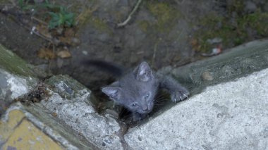 Yalnız, küçük, gri, evsiz kedi miyavlıyor sokakta