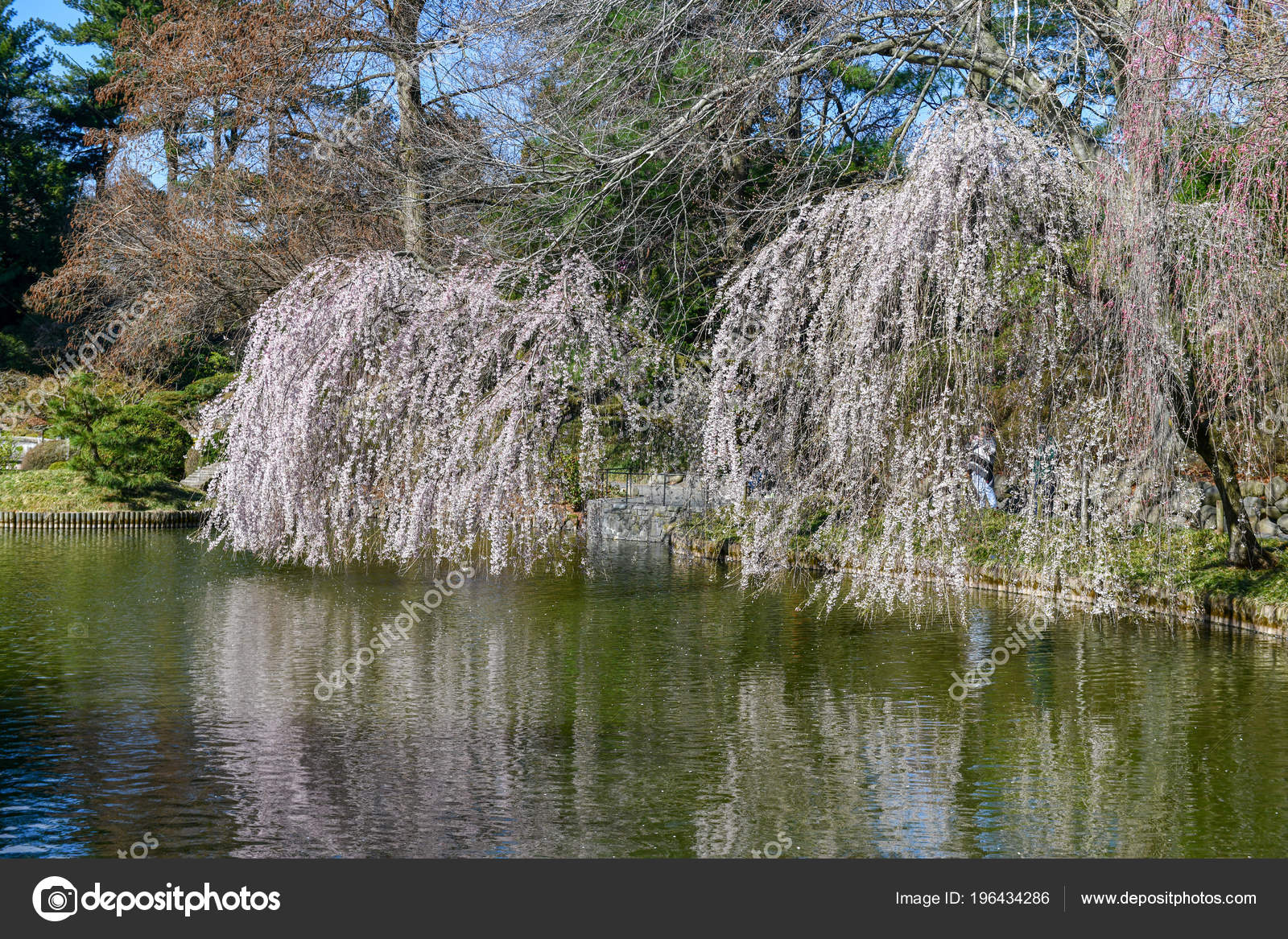 Blossoming Trees Brooklyn Botanical Garden Brooklyn New York