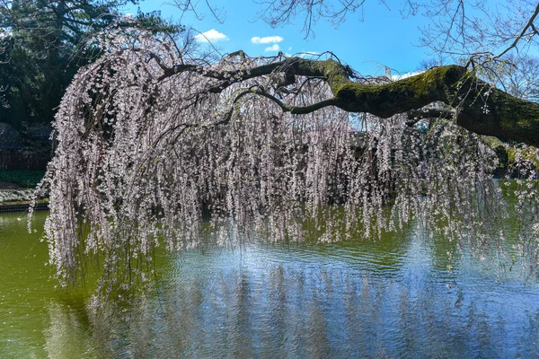 Blossoming Trees Brooklyn Botanical Garden Brooklyn New York — Stock Photo, Image