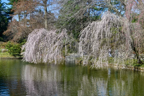 Kwitnących Drzew Ogrodzie Botanicznym Brooklyn Nowym Jorku — Zdjęcie stockowe