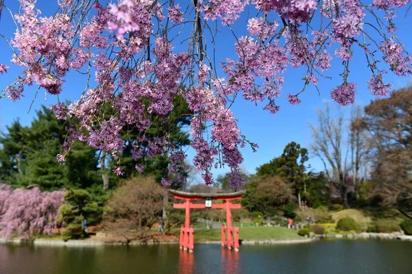 Jardim Japonês Brooklyn Botanic Garden Nova Iorque Eua — Fotografia de Stock