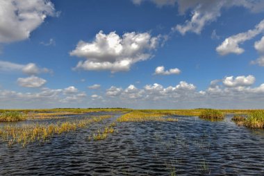 Florida sulak ABD'de Everglades Ulusal Park. Turistler, vahşi doğa ve hayvanlar için popüler bir yer.