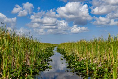 Florida sulak ABD'de Everglades Ulusal Park. Turistler, vahşi doğa ve hayvanlar için popüler bir yer.