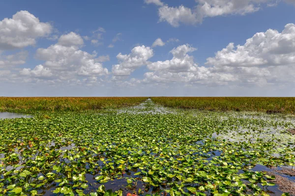 Humedal Florida Parque Nacional Everglades Estados Unidos Lugar Popular Para —  Fotos de Stock