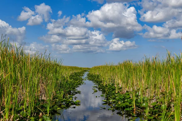 Флорида Водно Болотних Угідь Національному Парку Еверглейдс Сша Популярним Місцем — стокове фото