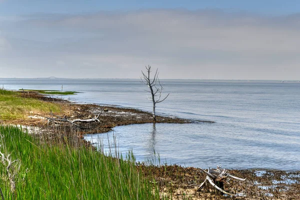 Bosque Hundido Fire Island Long Island Nueva York Una Rara —  Fotos de Stock