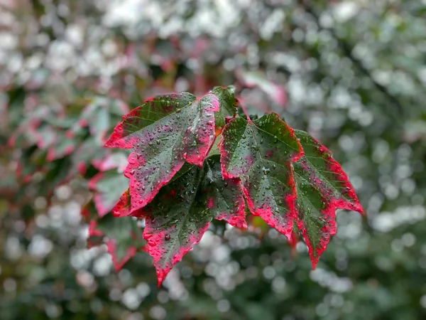 Мокрые Зеленые Листья Становятся Красными Осенью Ванкувере Канада — стоковое фото
