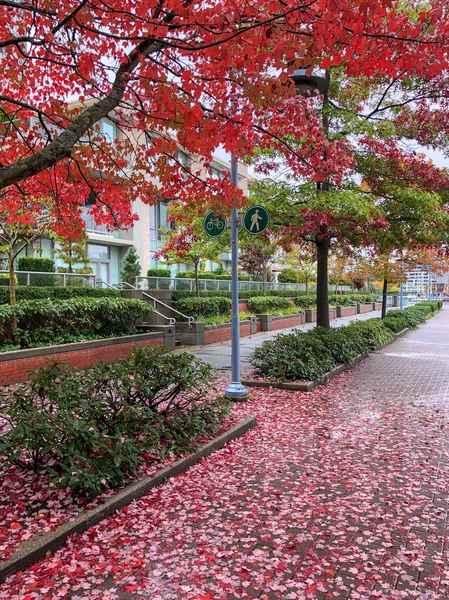 Folhas Verdes Úmidas Virando Para Vermelho Outono Vancouver Canadá — Fotografia de Stock