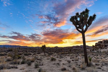 Güzel manzara Joshua Tree National Park California.