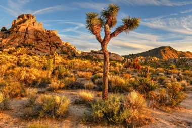 Güzel manzara Joshua Tree National Park California.