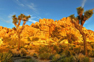 Güzel manzara Joshua Tree National Park California.
