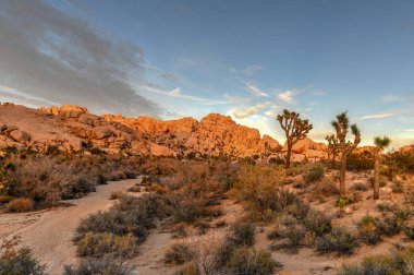 Güzel manzara Joshua Tree National Park California.