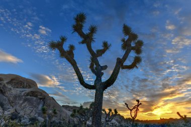 Güzel manzara Joshua Tree National Park California.
