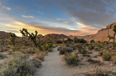 Güzel manzara Joshua Tree National Park California.