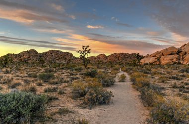 Güzel manzara Joshua Tree National Park California.