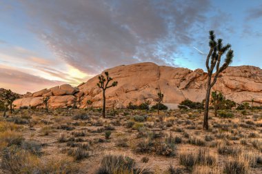 Güzel manzara Joshua Tree National Park California.