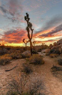 Güzel manzara Joshua Tree National Park California.