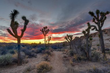 Güzel manzara Joshua Tree National Park California.