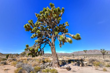 Güzel manzara Joshua Tree National Park California.