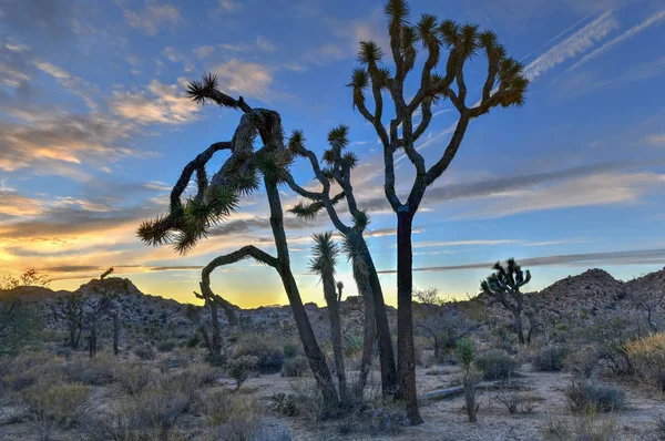Güzel manzara Joshua Tree National Park California.