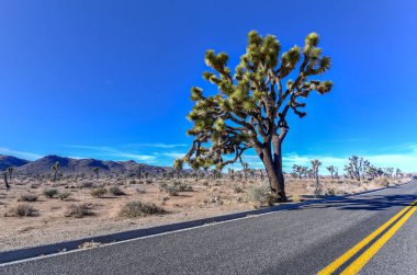 Güzel manzara Joshua Tree National Park California.