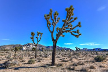 Güzel manzara Joshua Tree National Park California.
