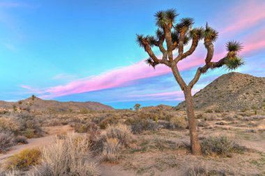 Güzel manzara Joshua Tree National Park California.