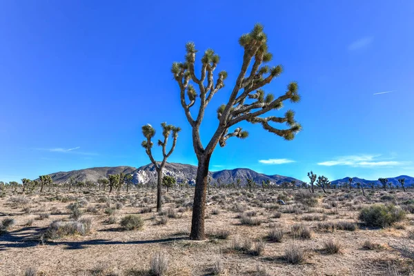 Beautiful Landscape Joshua Tree National Park California — Stock Photo, Image