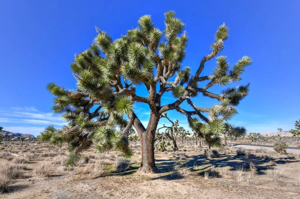 Vackert Landskap Joshua Tree National Park Kalifornien — Stockfoto