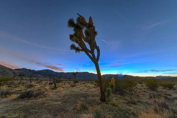 Beautiful Landscape Joshua Tree National Park California — Stock Photo, Image