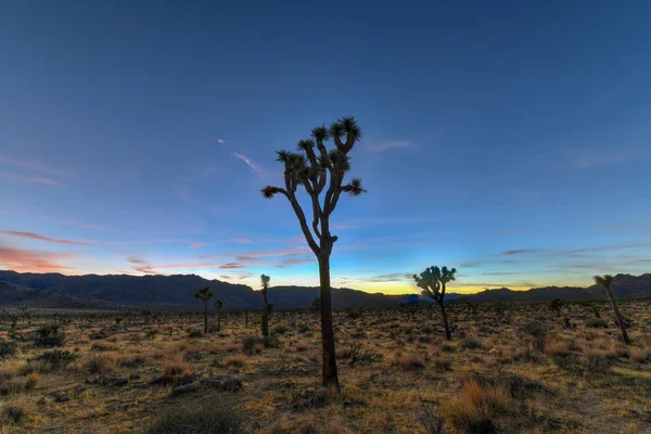 Beautiful Landscape Joshua Tree National Park California — Stock Photo, Image