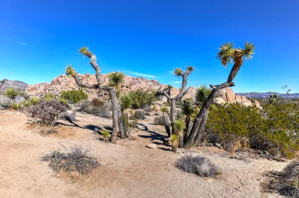 Wunderschöne Landschaft Joschua Baum Nationalpark Kalifornien — Stockfoto