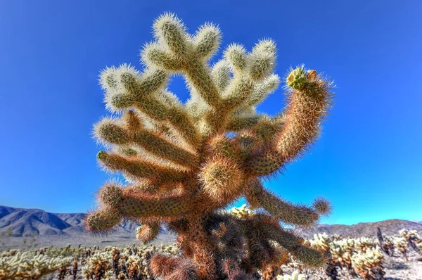 加州约书亚树国家公园的Cholla Cactus花园 — 图库照片