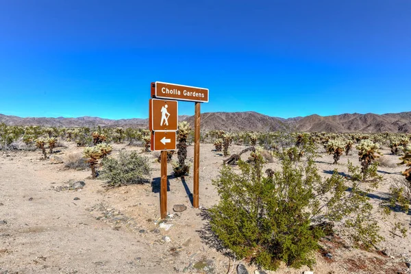 Cholla Kaktus Gartenschild Joschua Baum Nationalpark Kalifornien — Stockfoto