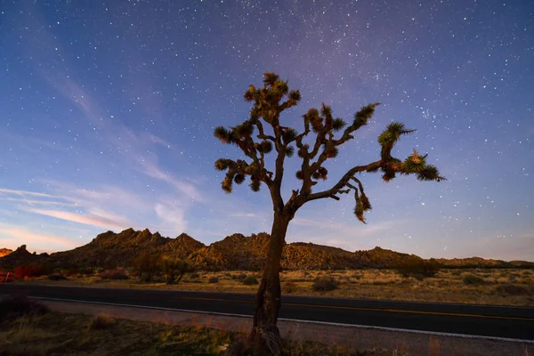 Wunderschöne Landschaft Joschua Baum Nationalpark Kalifornien Bei Nacht — Stockfoto