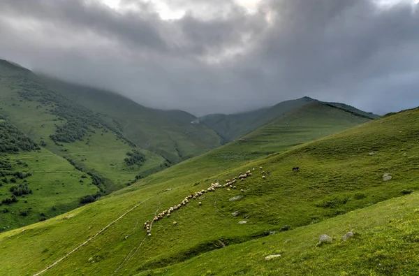 Koyun otlatma-Kazbegi, Gürcistan — Stok fotoğraf