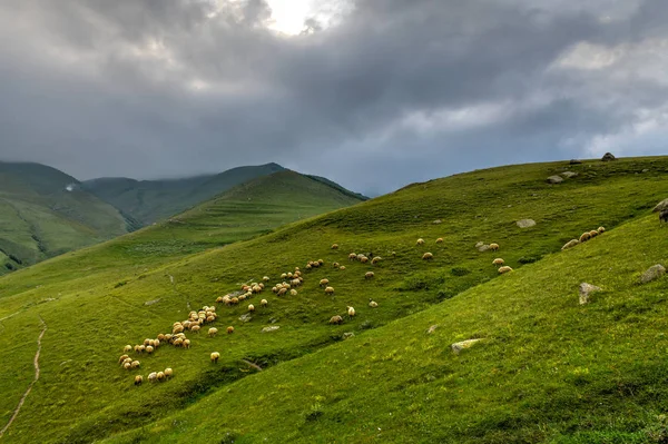 Wypas owiec-Kazbegi, Gruzja — Zdjęcie stockowe