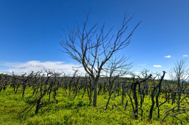 Büyük kayalar ve Minnewaska Eyalet Parkı 'ndaki vadi yaz boyunca New York' un yukarısında..
