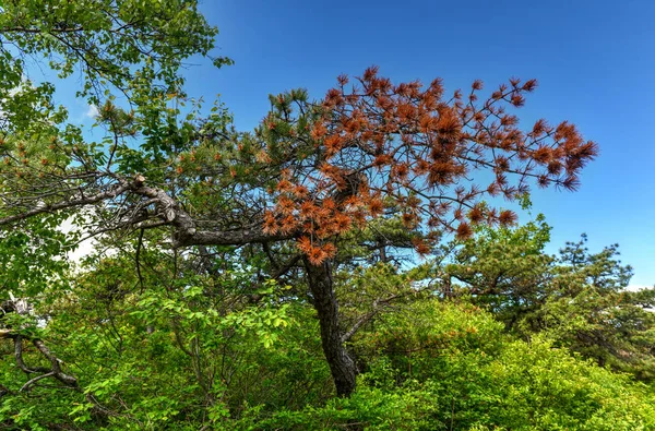 Rochers Massifs Vue Sur Vallée Minnewaska State Park Reserve Upstate — Photo