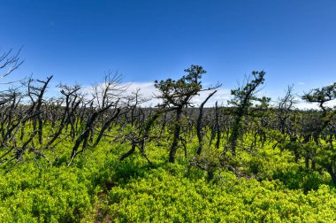 Büyük kayalar ve Minnewaska Eyalet Parkı 'ndaki vadi yaz boyunca New York' un yukarısında..