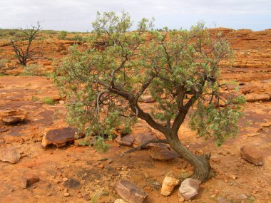 Kings Canyon 'un panoramik manzarası, Orta Avustralya, Kuzey Toprakları, Avustralya