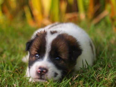 Belgili tanımlık köpek yavrusu alanında güneş yanığı ve relex onun hissediyorum üzerinde yatıyordu.