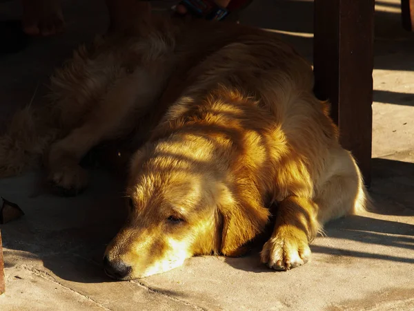 Cão Castanho Estava Sonolento Chão — Fotografia de Stock