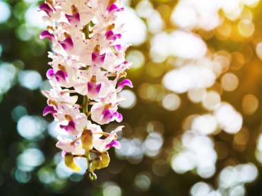 Yeşil zemin üzerine güneş ışığı ile orkide çiçek