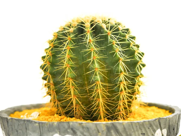 Mini kaktüs izole etmek resim arka plan ile.